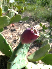 Opuntia anahuacensis