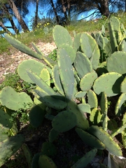 Opuntia anahuacensis