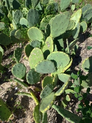 Opuntia anahuacensis