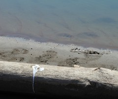 Ursus arctos beringianus