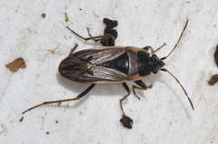 Xanthochilus quadratus