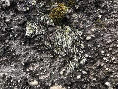 Grimmia crinita