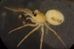 Minicia marginella