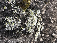 Grimmia crinita