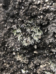 Grimmia crinita