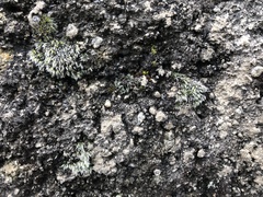 Grimmia crinita