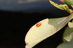 Parasyphraea