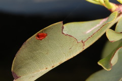 Parasyphraea