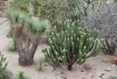 Myrtillocactus schenckii