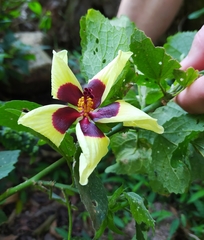 Hibiscus calyphyllus