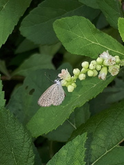 Zizula hylax pygmaea