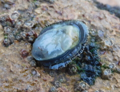 Patella ulyssiponensis