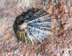 Patella ulyssiponensis