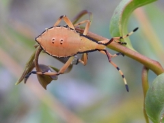 Amorbini