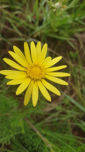 Fineleaf Paraseed (Ursinia tenuiloba)