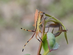 Amorbini