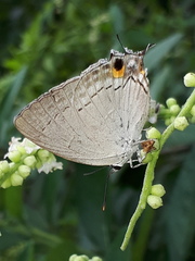 Tajuria cippus maxentius