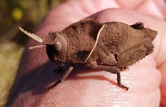 Lobosceliana
