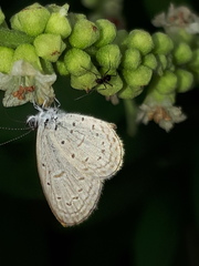 Zizula hylax pygmaea