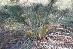 Macrozamia riedlei