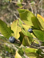 Myrtus communis communis