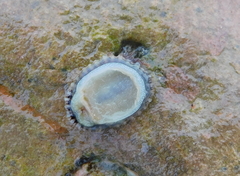 Siphonaria pectinata