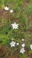 Alepidea