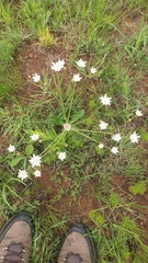 Alepidea