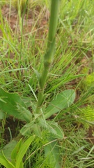 Alepidea