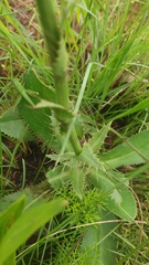 Alepidea