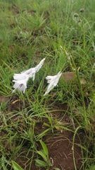 Dierama argyreum