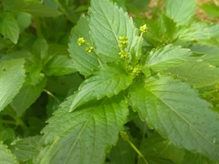 Mercurialis annua