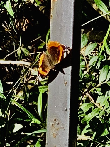 Red Admiral