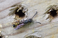 Monosapyga clavicornis