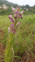 Brachycorythis pubescens