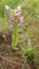 Brachycorythis pubescens