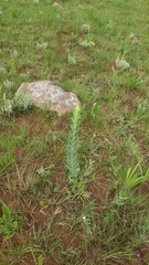 Lopholaena segmentata