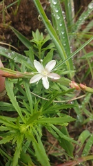 Oxygonum dregeanum