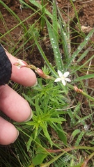 Oxygonum dregeanum
