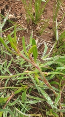 Oxygonum dregeanum