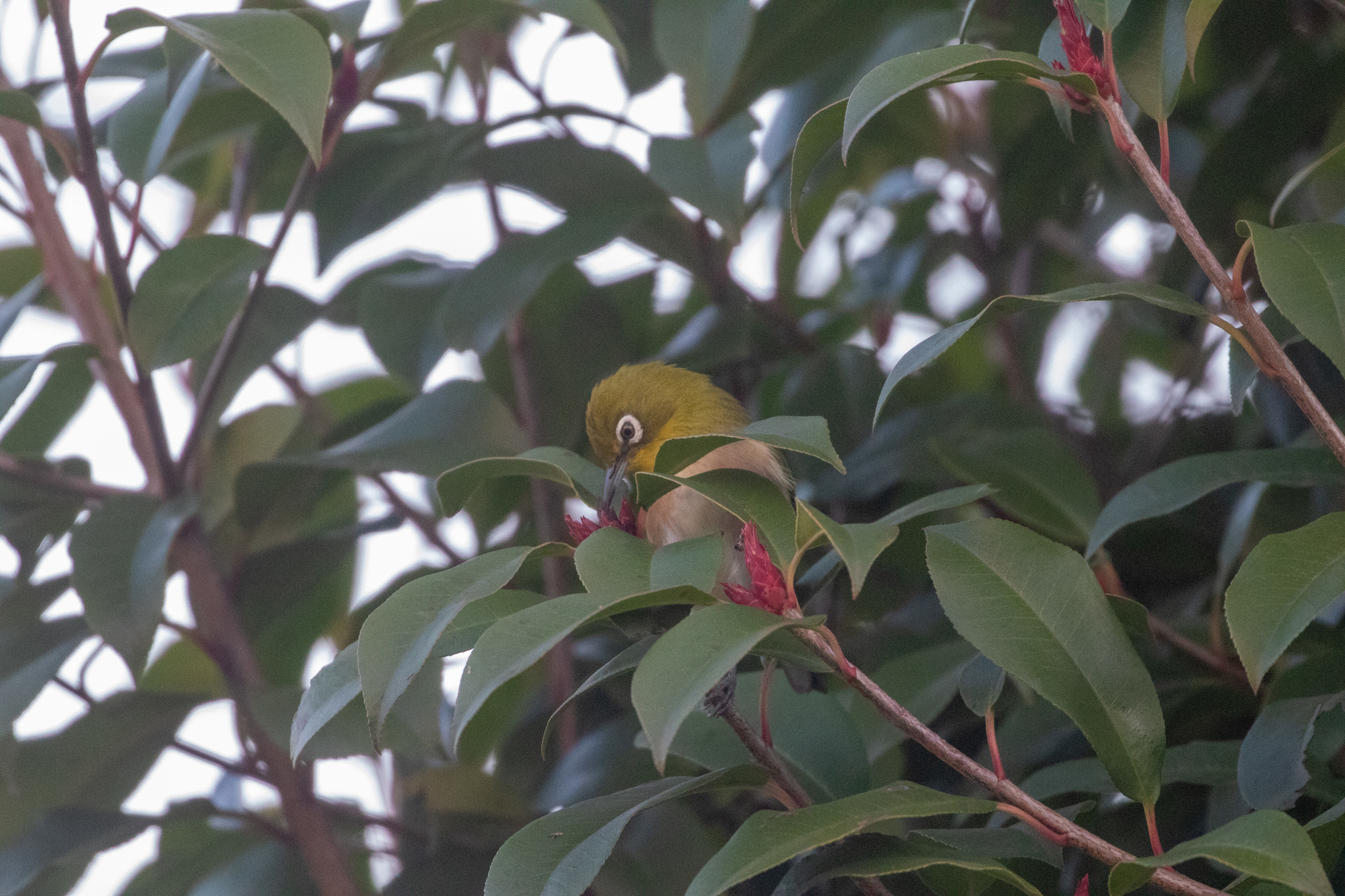 Warbling White-eye