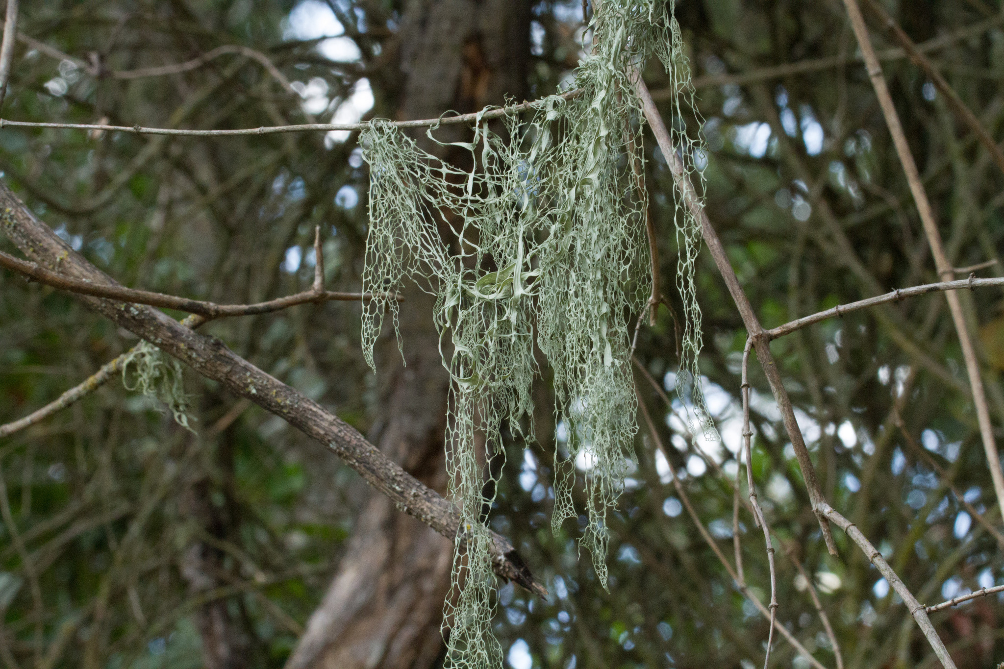 Ramalina menziesii image