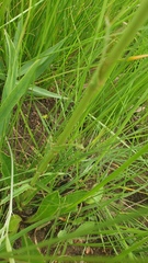 Alepidea