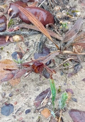 Babiana patula