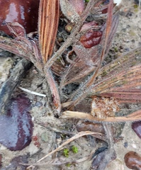 Babiana patula