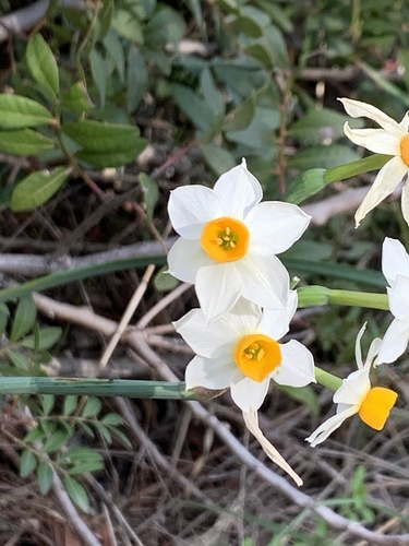 Bunch-flowered Daffodil