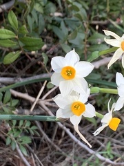 Narcissus tazetta tazetta