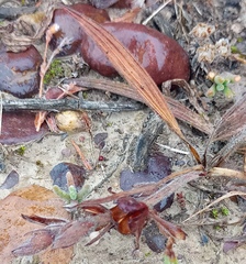 Babiana patula