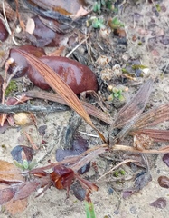 Babiana patula
