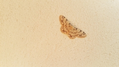 Idaea contiguaria